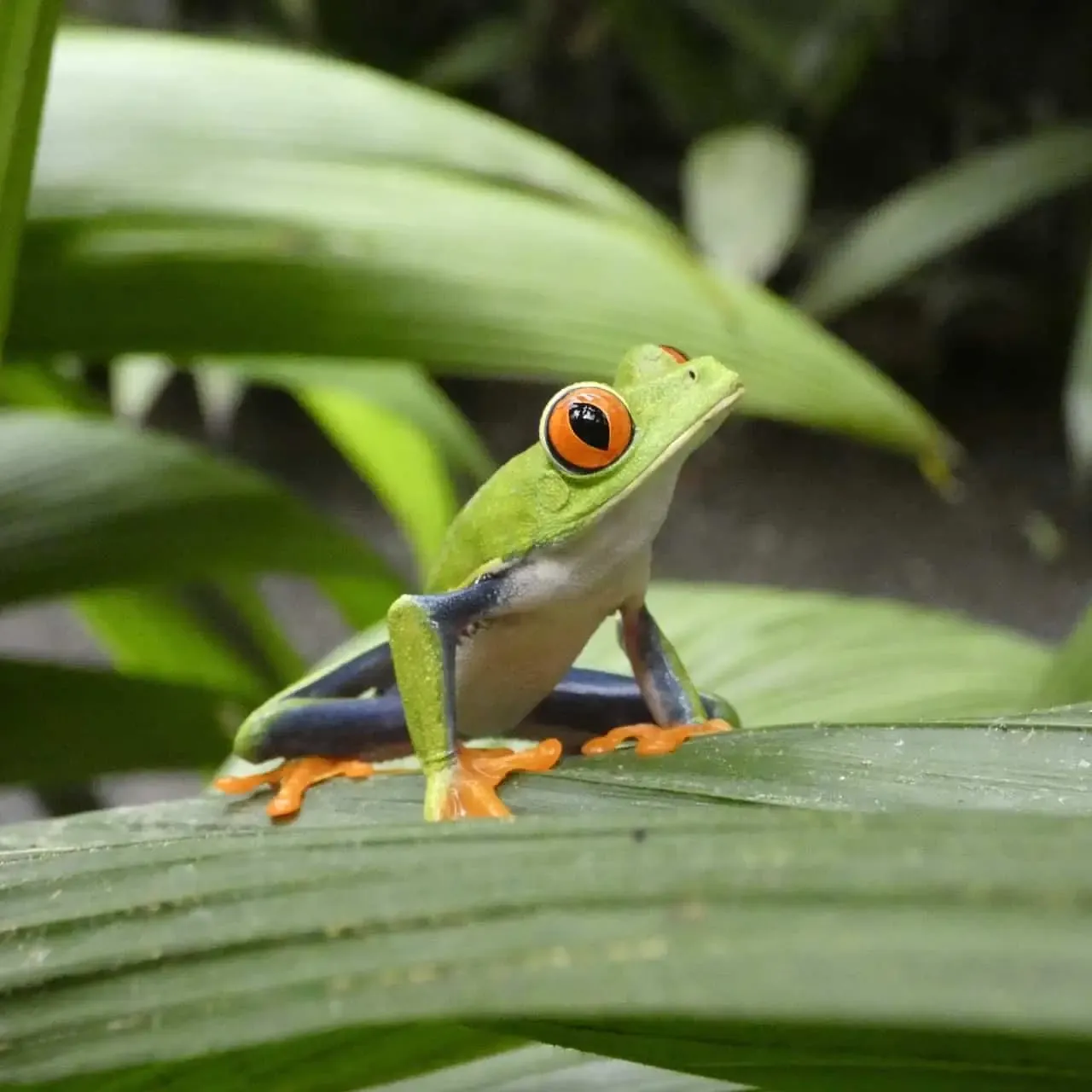 costa-rica-curiosities_frog.webp