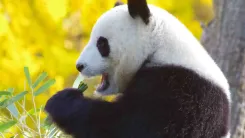 La Tierra del Oso Panda